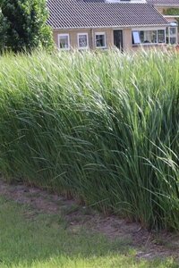 Panicum virgatum 'Northwind' geen maat specificatie 0,55L/P9cm - afbeelding 4