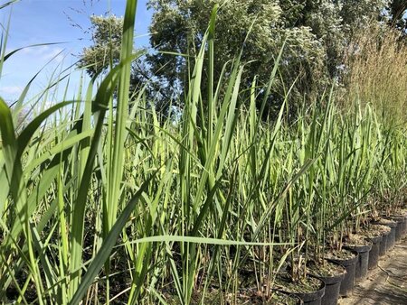 Panicum virgatum 'Northwind' geen maat specificatie 0,55L/P9cm - afbeelding 2