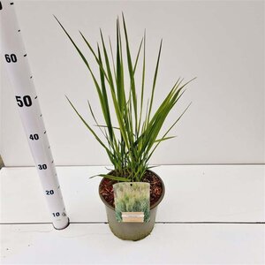 Panicum virgatum 'Northwind' geen maat specificatie 0,55L/P9cm - afbeelding 8