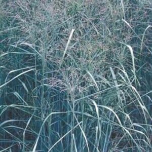 Panicum virgatum 'Prairie Sky' geen maat specificatie 0,55L/P9cm - afbeelding 3