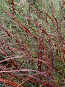 Panicum virgatum 'Rehbraun' geen maat specificatie 0,55L/P9cm - afbeelding 1