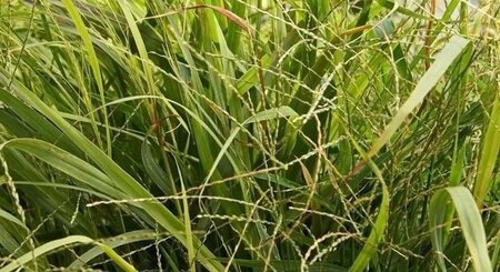 Panicum virgatum 'Rotstrahlbusch' geen maat specificatie 0,55L/P9cm - afbeelding 1