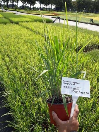 Panicum virgatum 'Sangria' geen maat specificatie 0,55L/P9cm - afbeelding 2