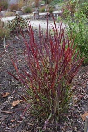 Panicum virgatum 'Sangria' geen maat specificatie 0,55L/P9cm - afbeelding 3