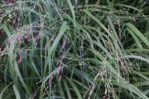 Panicum virgatum 'Shenandoah' geen maat specificatie 0,55L/P9cm - afbeelding 1