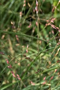 Panicum virgatum 'Shenandoah' geen maat specificatie 0,55L/P9cm - afbeelding 2