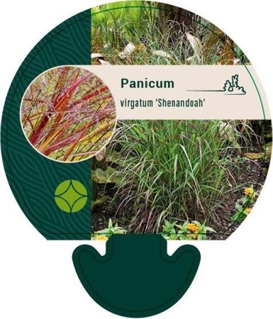 Panicum virgatum 'Shenandoah' geen maat specificatie 0,55L/P9cm - afbeelding 5