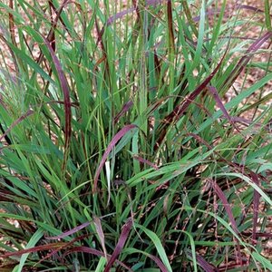 Panicum virgatum 'Shenandoah' geen maat specificatie 0,55L/P9cm - afbeelding 4