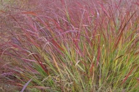 Panicum virgatum 'Squaw' geen maat specificatie cont. 2,0L - afbeelding 1