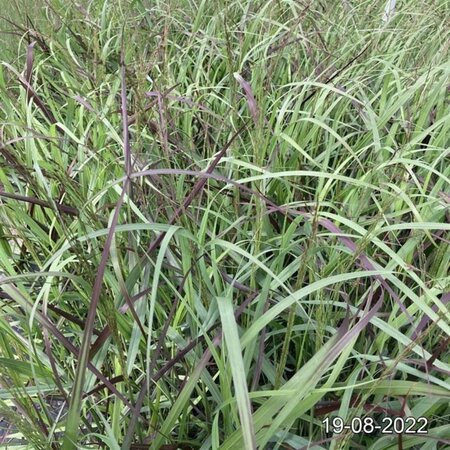 Panicum virgatum 'Squaw' geen maat specificatie cont. 2,0L - afbeelding 2