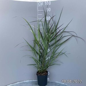 Panicum virgatum 'Squaw' geen maat specificatie cont. 2,0L - afbeelding 3