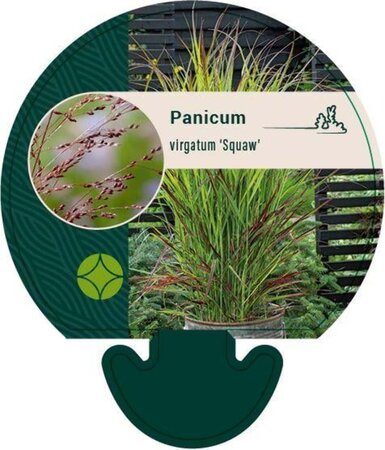 Panicum virgatum 'Squaw' geen maat specificatie 0,55L/P9cm - afbeelding 2