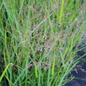 Panicum virgatum 'Squaw' geen maat specificatie 0,55L/P9cm - afbeelding 3