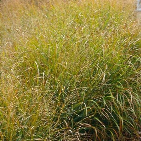 Panicum virgatum 'Strictum' geen maat specificatie 0,55L/P9cm - afbeelding 2