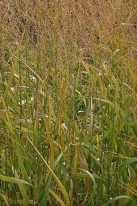 Panicum virgatum 'Strictum' geen maat specificatie 0,55L/P9cm - afbeelding 1