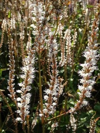 Persicaria a. 'Alba' geen maat specificatie 0,55L/P9cm - afbeelding 1