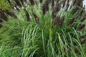 Pennisetum al. 'Black Beauty' geen maat specificatie 0,55L/P9cm