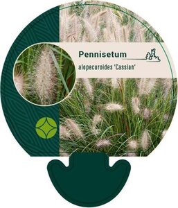 Pennisetum al. 'Cassian' geen maat specificatie 0,55L/P9cm - afbeelding 3