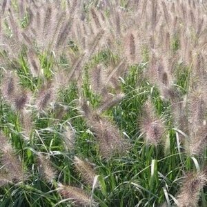 Pennisetum al. 'Cassian' geen maat specificatie 0,55L/P9cm - afbeelding 2