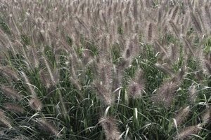 Pennisetum al. 'Cassian' geen maat specificatie 0,55L/P9cm - afbeelding 1