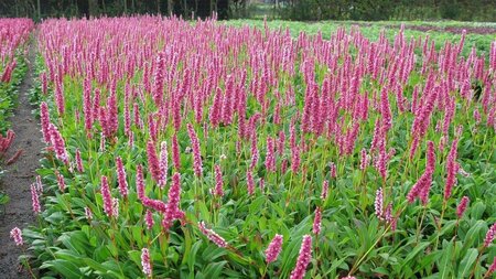 Persicaria aff. 'Donald Lowndes' geen maat specificatie 0,55L/P9cm - afbeelding 1