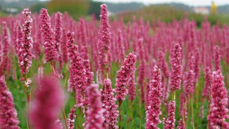 Persicaria aff. 'Donald Lowndes' geen maat specificatie 0,55L/P9cm - afbeelding 2