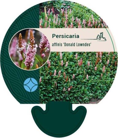 Persicaria aff. 'Donald Lowndes' geen maat specificatie 0,55L/P9cm - afbeelding 3