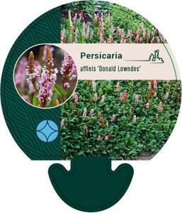 Persicaria aff. 'Donald Lowndes' geen maat specificatie 0,55L/P9cm - afbeelding 3