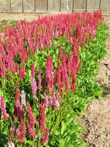 Persicaria aff. 'Darjeeling Red' geen maat specificatie 0,55L/P9cm - afbeelding 1