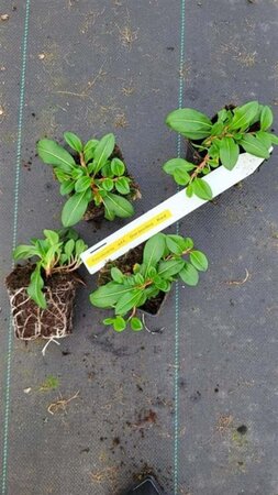 Persicaria aff. 'Darjeeling Red' geen maat specificatie 0,55L/P9cm - afbeelding 3