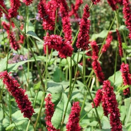 Persicaria a. 'Fat Domino' geen maat specificatie 0,55L/P9cm - afbeelding 4