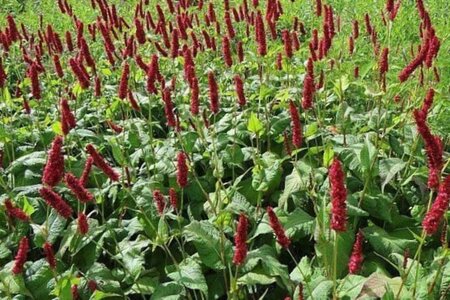 Persicaria a. 'Fat Domino' geen maat specificatie 0,55L/P9cm - afbeelding 1