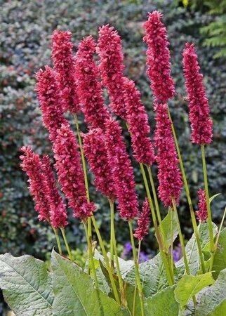 Persicaria a. 'Fat Domino' geen maat specificatie 0,55L/P9cm - afbeelding 3