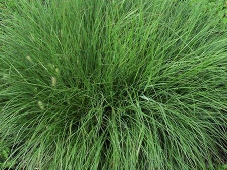 Pennisetum al. 'Gelbstiel' geen maat specificatie 0,55L/P9cm - afbeelding 1