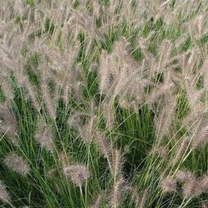 Pennisetum al. 'Gelbstiel' geen maat specificatie 0,55L/P9cm - afbeelding 2