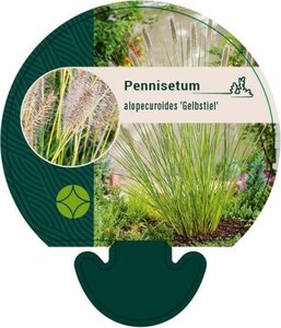 Pennisetum al. 'Gelbstiel' geen maat specificatie 0,55L/P9cm - afbeelding 3