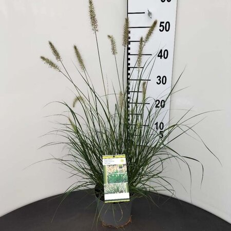 Pennisetum al. 'Hameln' geen maat specificatie cont. 2,0L - afbeelding 5