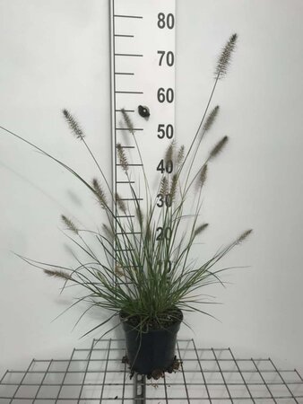 Pennisetum al. 'Hameln' geen maat specificatie cont. 2,0L - afbeelding 4