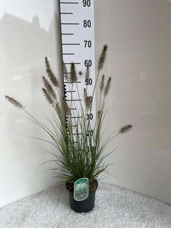 Pennisetum al. 'Hameln' geen maat specificatie cont. 2,0L - afbeelding 8