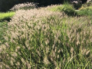 Pennisetum al. 'Hameln' geen maat specificatie cont. 2,0L - afbeelding 11