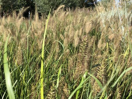 Pennisetum al. 'Hameln' geen maat specificatie cont. 2,0L - afbeelding 10