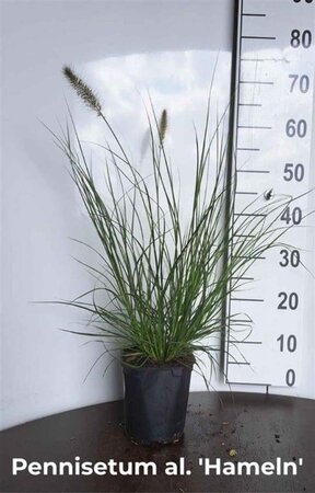 Pennisetum al. 'Hameln' geen maat specificatie cont. 2,0L - afbeelding 13