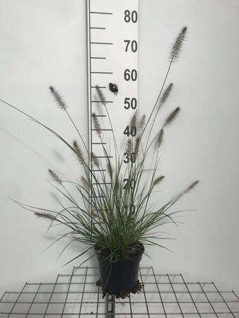 Pennisetum al. 'Hameln' geen maat specificatie cont. 2,0L - afbeelding 6