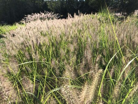 Pennisetum al. 'Hameln' geen maat specificatie cont. 2,0L - afbeelding 9