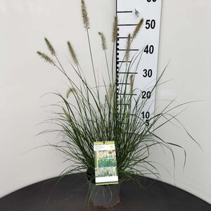 Pennisetum al. 'Hameln' geen maat specificatie cont. 2,0L - image 5