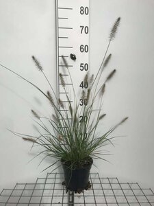 Pennisetum al. 'Hameln' geen maat specificatie cont. 2,0L - image 4