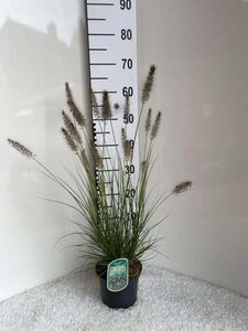 Pennisetum al. 'Hameln' geen maat specificatie cont. 2,0L - image 8