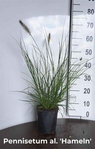 Pennisetum al. 'Hameln' geen maat specificatie cont. 2,0L - image 13