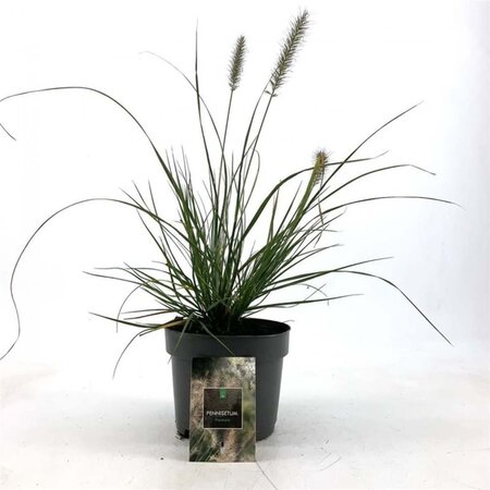 Pennisetum al. 'Hameln' geen maat specificatie cont. 2,0L - image 2