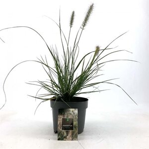 Pennisetum al. 'Hameln' geen maat specificatie cont. 2,0L - image 2